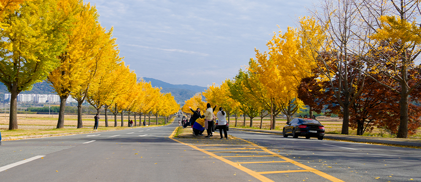 통일전 은행나무
